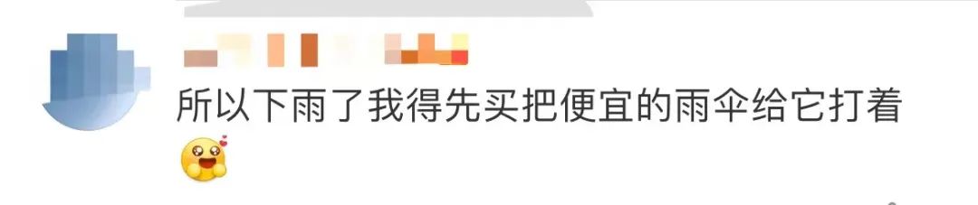 古驰和adidas联名雨伞,gucciadidas雨伞