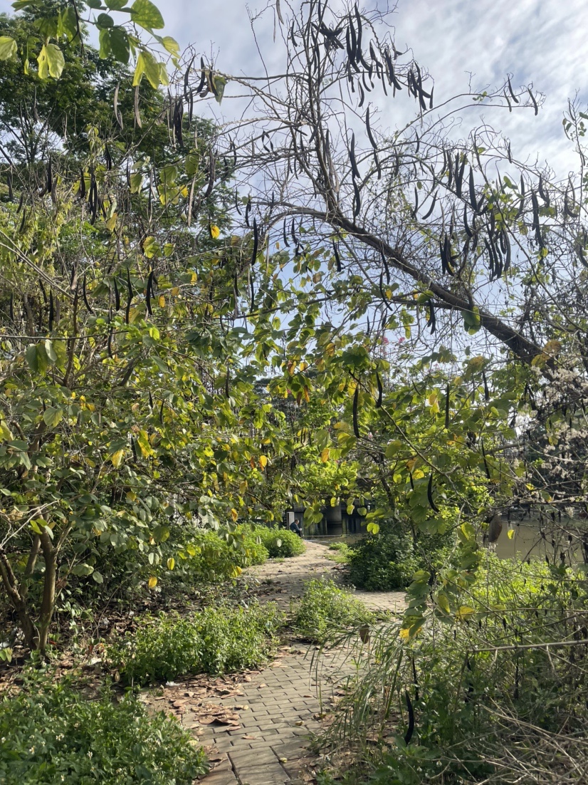 「518」小罗非垂竿自上，清道夫碳烤“美味”眼泪流