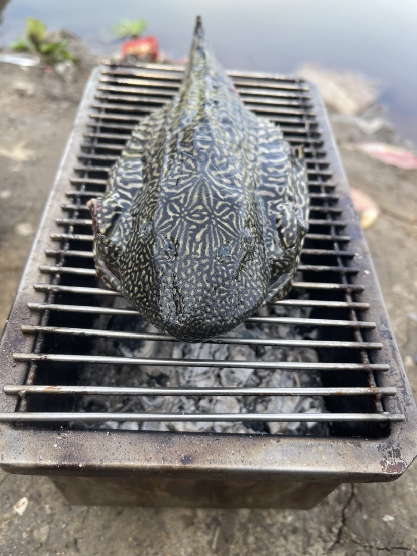 「518」小罗非垂竿自上，清道夫碳烤“美味”眼泪流