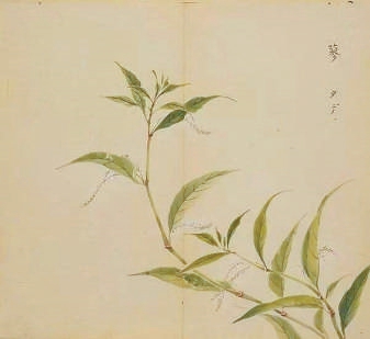 以蓝为姓，靓色一抹到天边