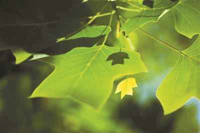 抬头望见,抬头望见白云飘