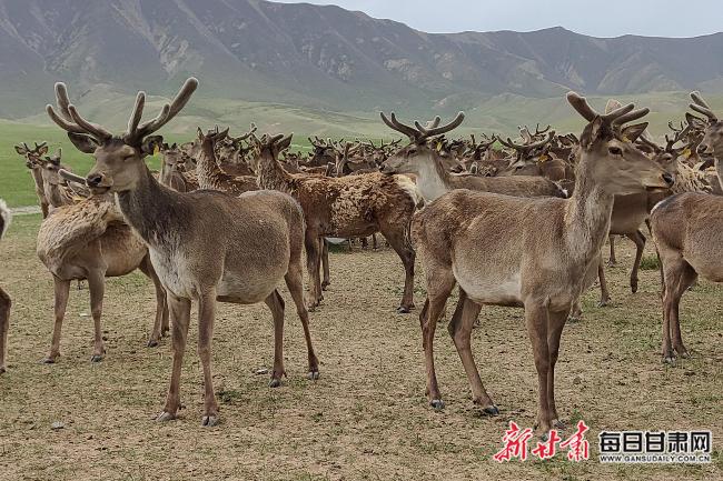 「2022生态环保行」“鹿”尽其用祁连山生物科技公司带动特色产业发展