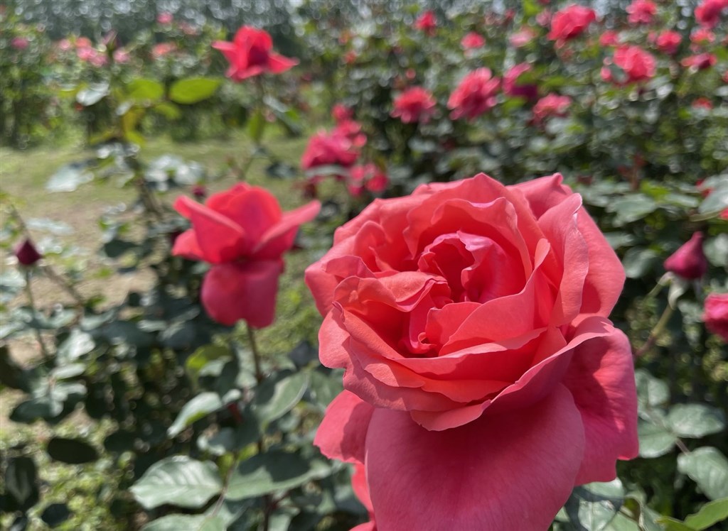 长兴岛郊野公园最新活动,长兴岛郊野公园图片