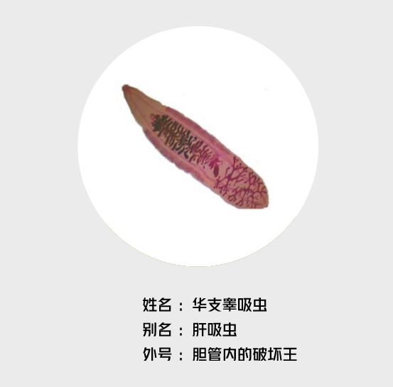 3岁儿童肝转氨酶高,孩子肝长虫有哪些反应