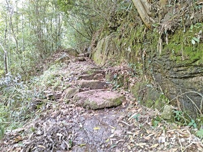 知乎者也丨莫沽：春风又绿罗垱湾