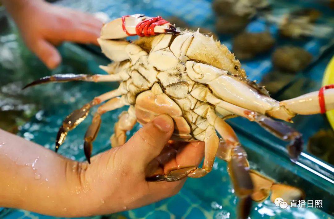 日照现在海鲜价,日照2019海鲜价格表