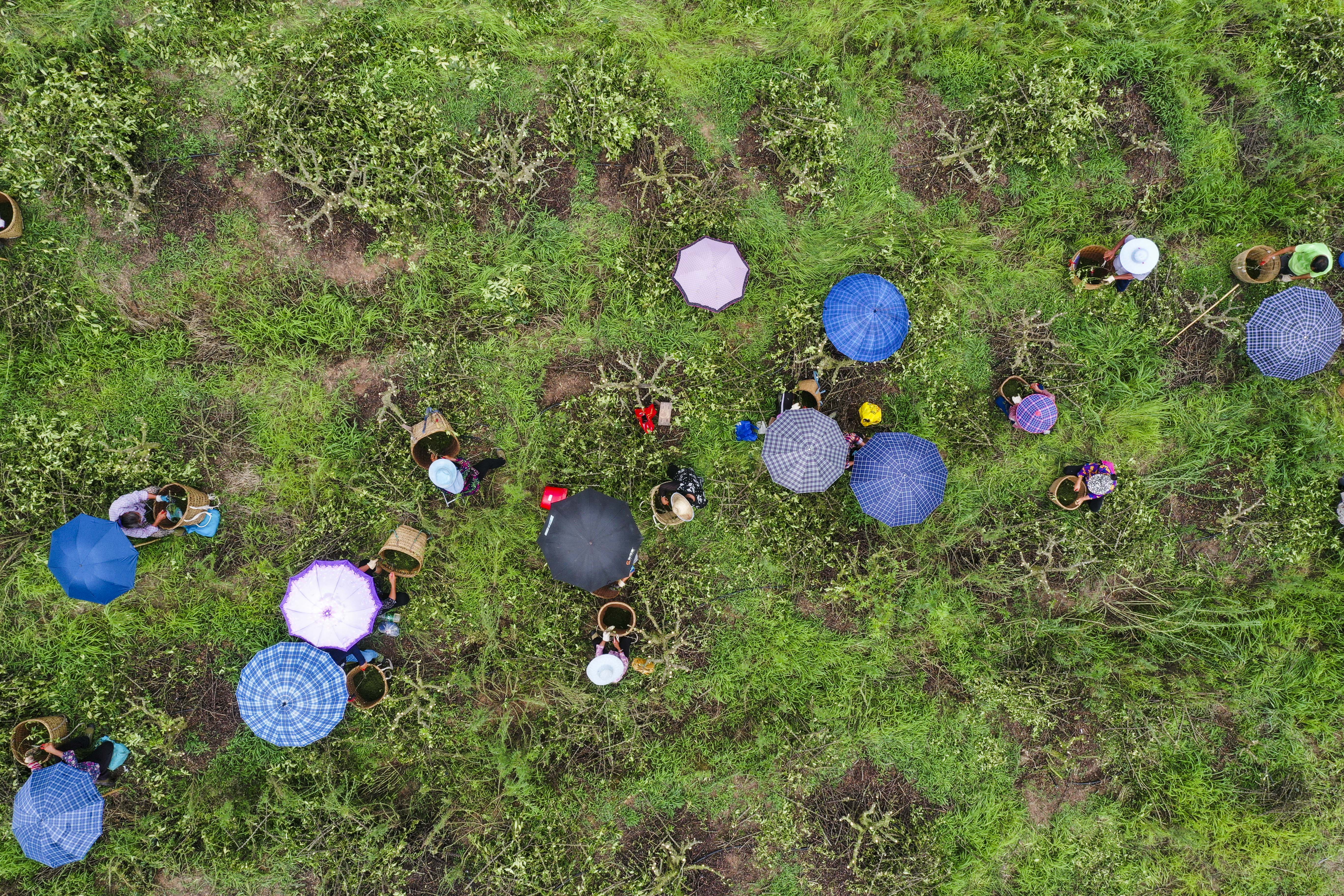 （新华全媒+）“小花椒”种出“大产业”