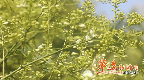 宁远种好优质稻丰产又丰收,宁远花生大丰收