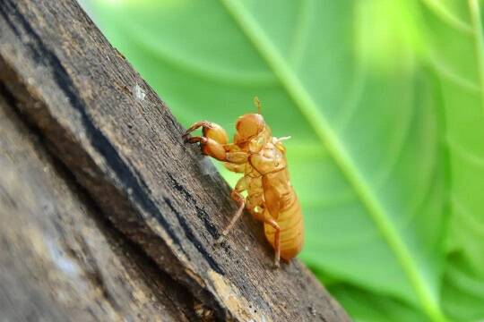 蝉蜕拿过来有什么用处,捡到蝉蜕可卖给谁