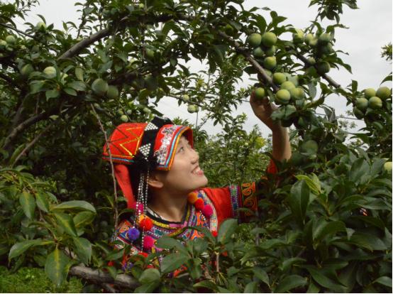 元谋新华种植,种植摇钱树拓宽致富路
