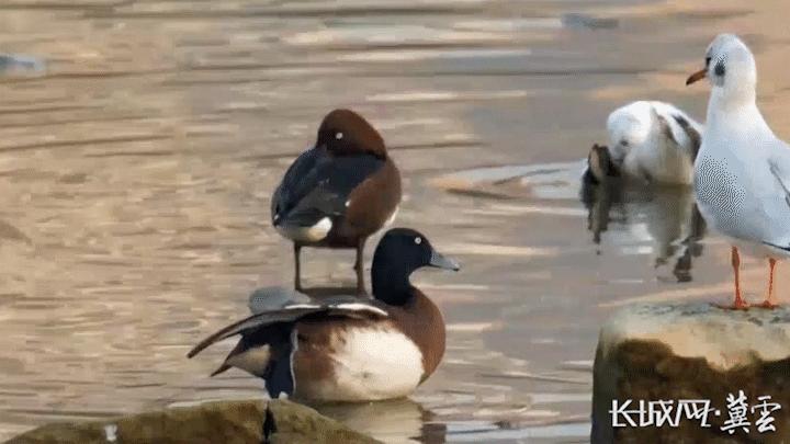 衡水湖国家级自然保护区昆虫种类 (衡水湖昆虫)