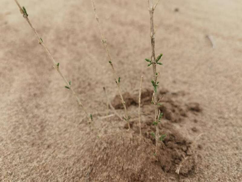 腾格里和巴丹吉林沙漠孕育出绿洲,民勤腾格里沙漠绿洲