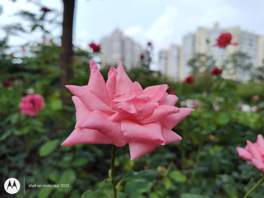 折叠屏motorazr2022款,motorazr折叠屏手机4999