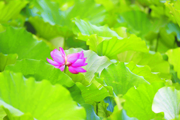 合肥创新智慧园,合肥智慧公园