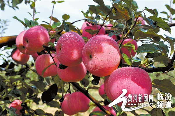 陕西吉县苹果,吉县苹果产业园
