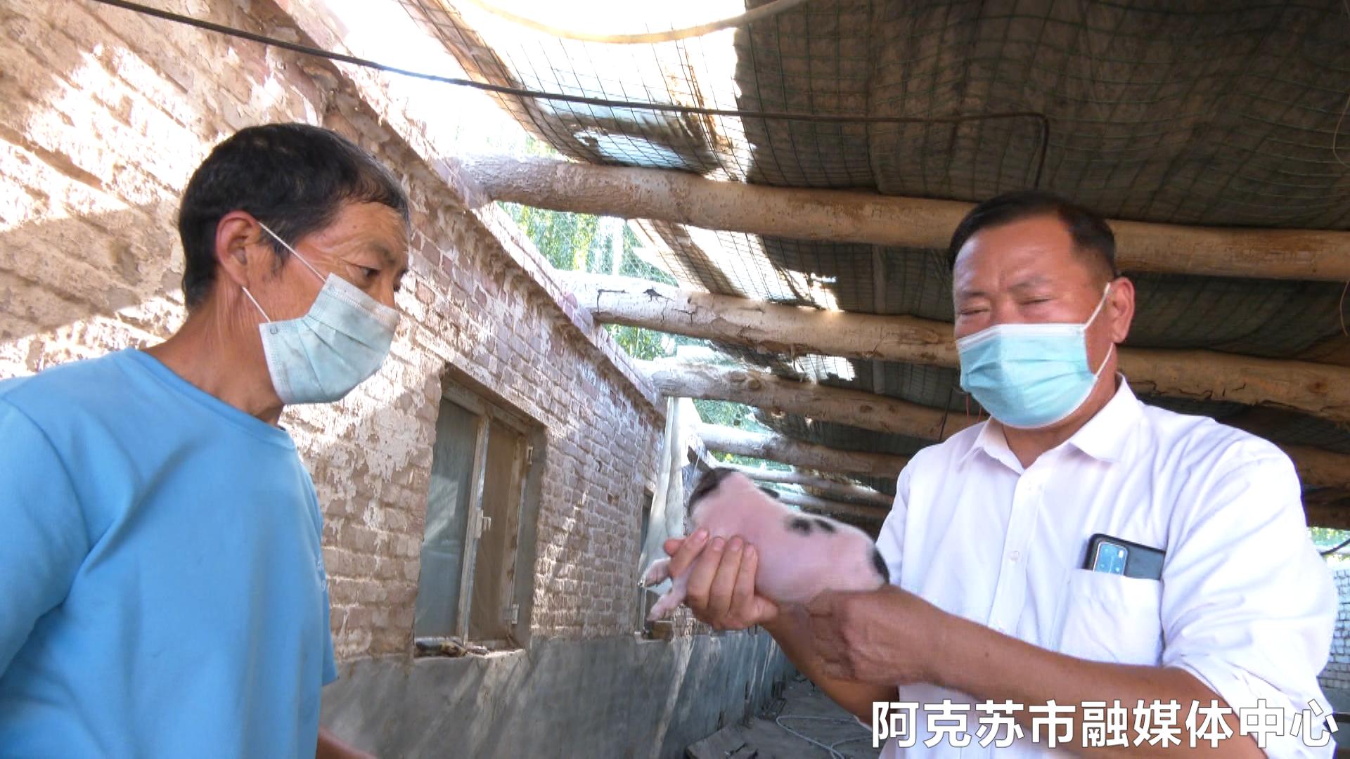 乡村振兴金稻飘香,乡村振兴芝麻开花节节高