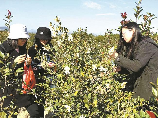 黄梅乡村振兴战略指挥部成员,黄梅县乡村振兴示范村