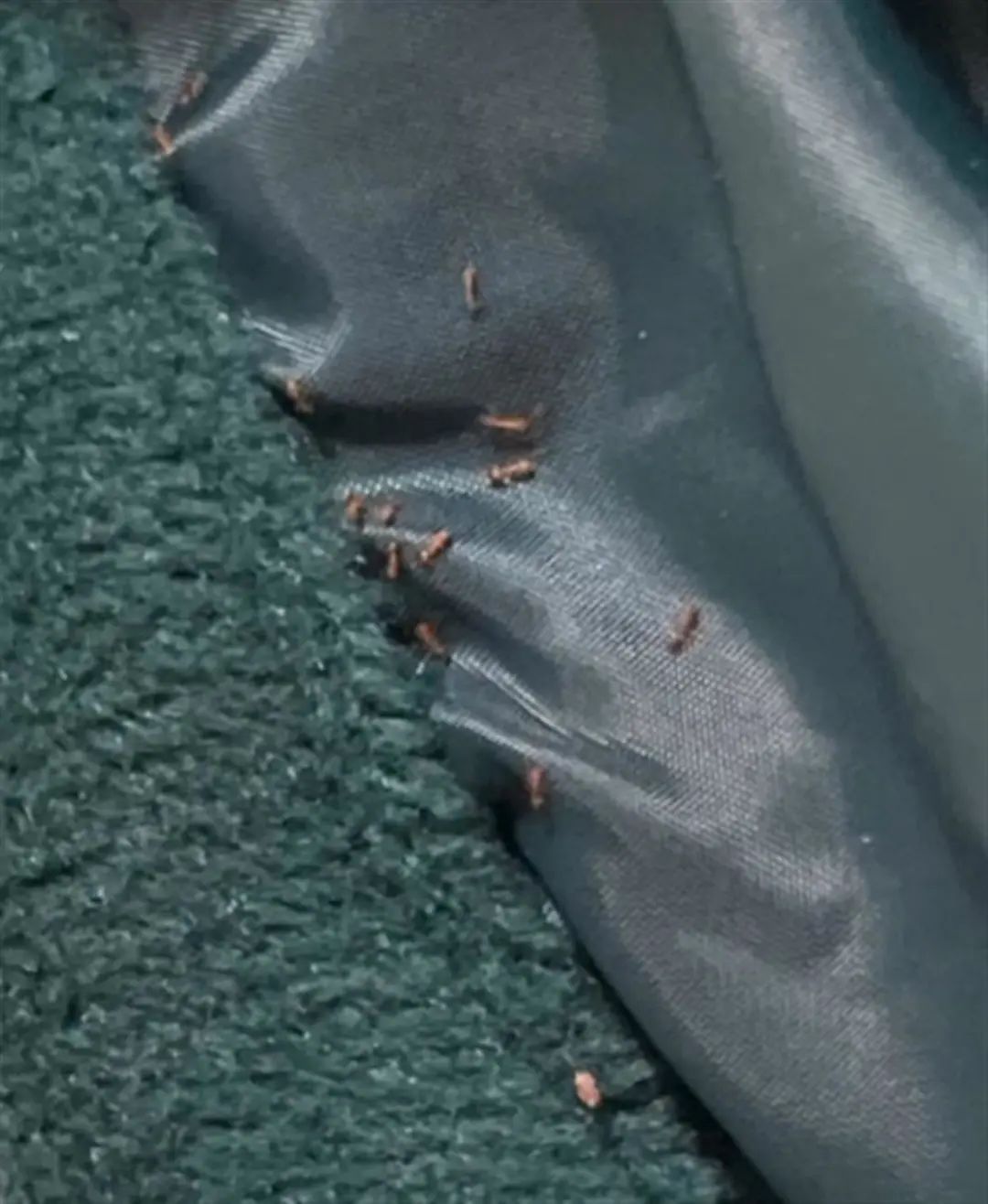 女子网购卫衣出现大量红蚂蚁,网购卫衣爬出大量红蚂蚁