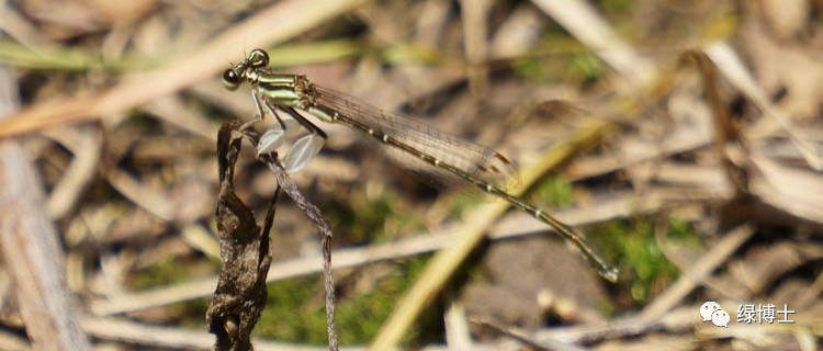 集结出列~来看上海常见的昆虫“战斗机”群