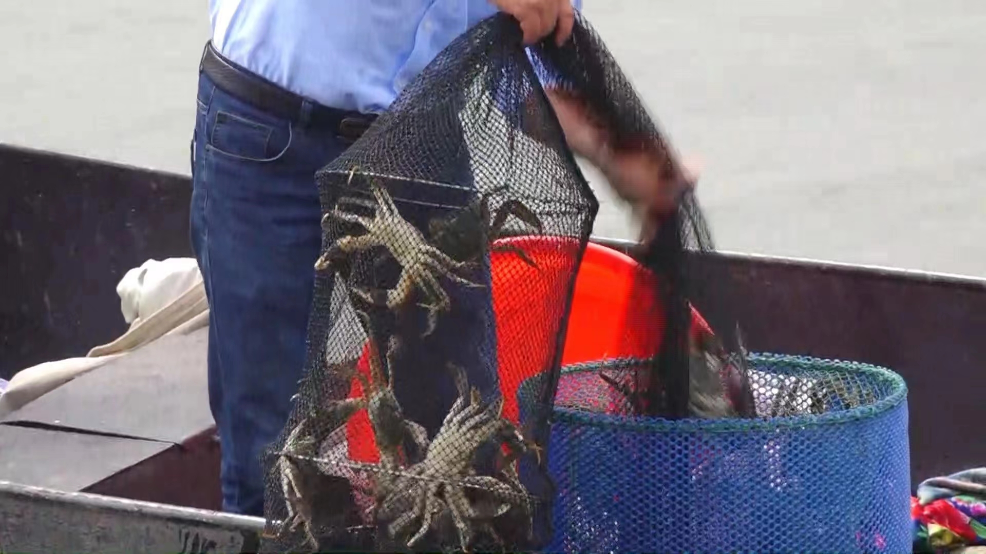 江苏省苏州市相城区阳澄湖大闸蟹,2022年阳澄湖大闸蟹正式开捕