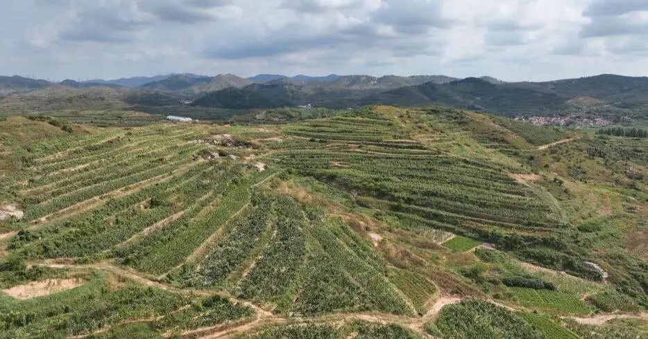 山东金秋玉米喜丰收,海阳市荒地玉米种植