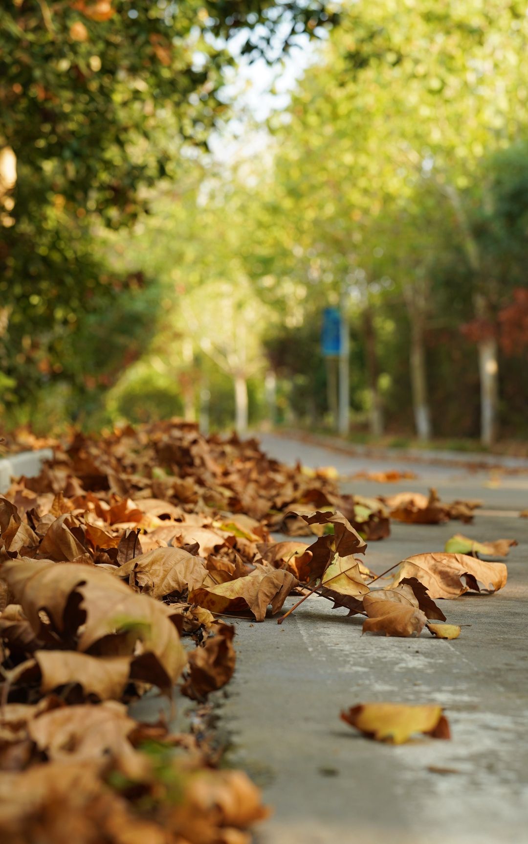 寻秋鄂城｜奋进泽林，勇毅前行