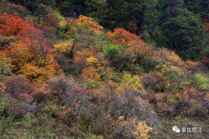 昆明最美的秋天,别眨眼带你看花海