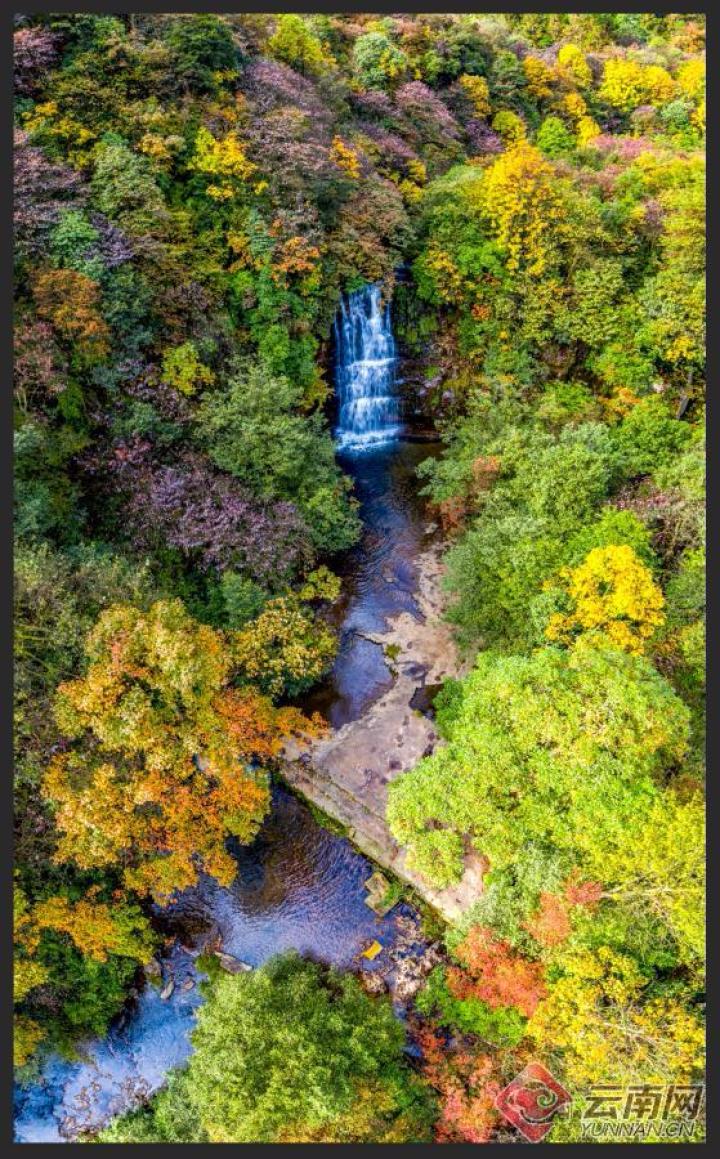 昆明最美的秋天,别眨眼带你看花海