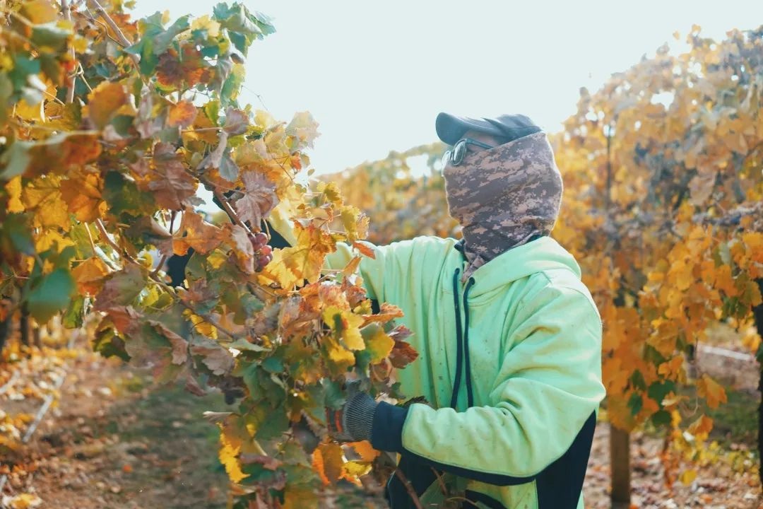 澳大利亚摘葡萄一个月能挣多少钱,澳大利亚农场打工女孩