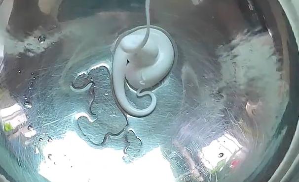 冰箱里有异味放什么可以清除异味,冰箱鱼腥异味去除最快方法小窍门