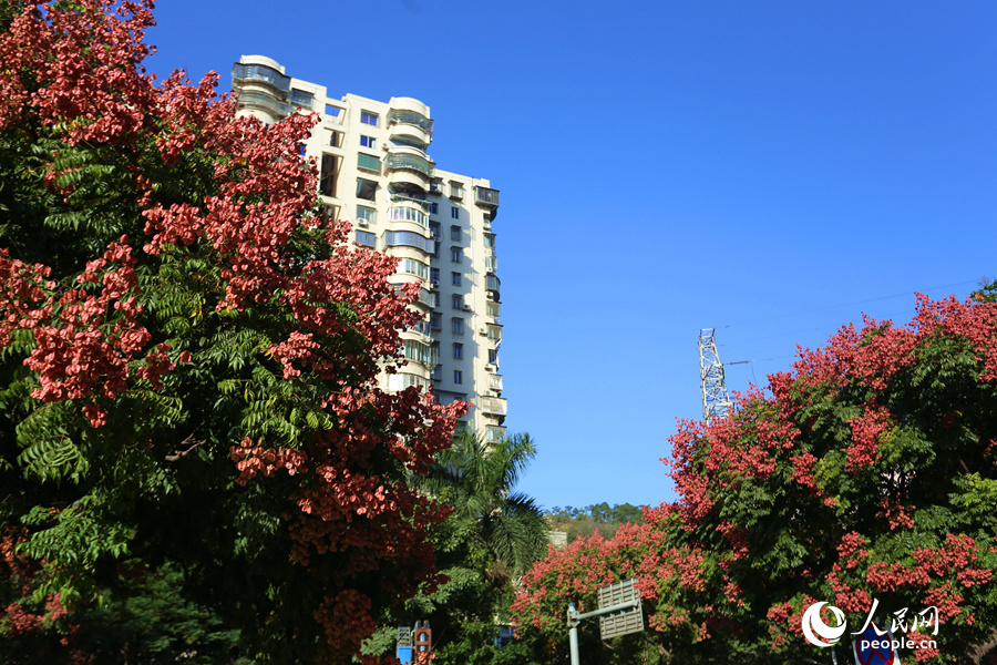 厦门街头的果实,厦门粉色栾树