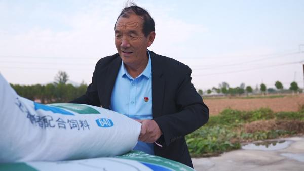 鲁山：退役养“金猪”带领乡亲奔上致富路