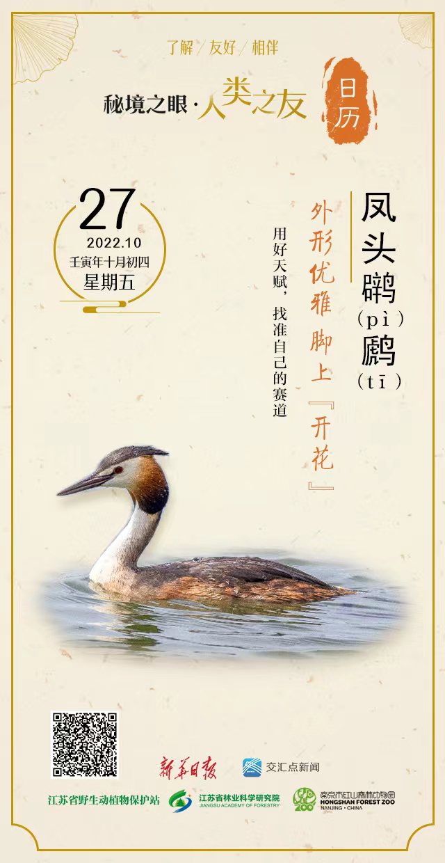 秘境之眼·人类之友日历|凤头䴙（pì）䴘（tī）：外形优雅，脚上“开花”