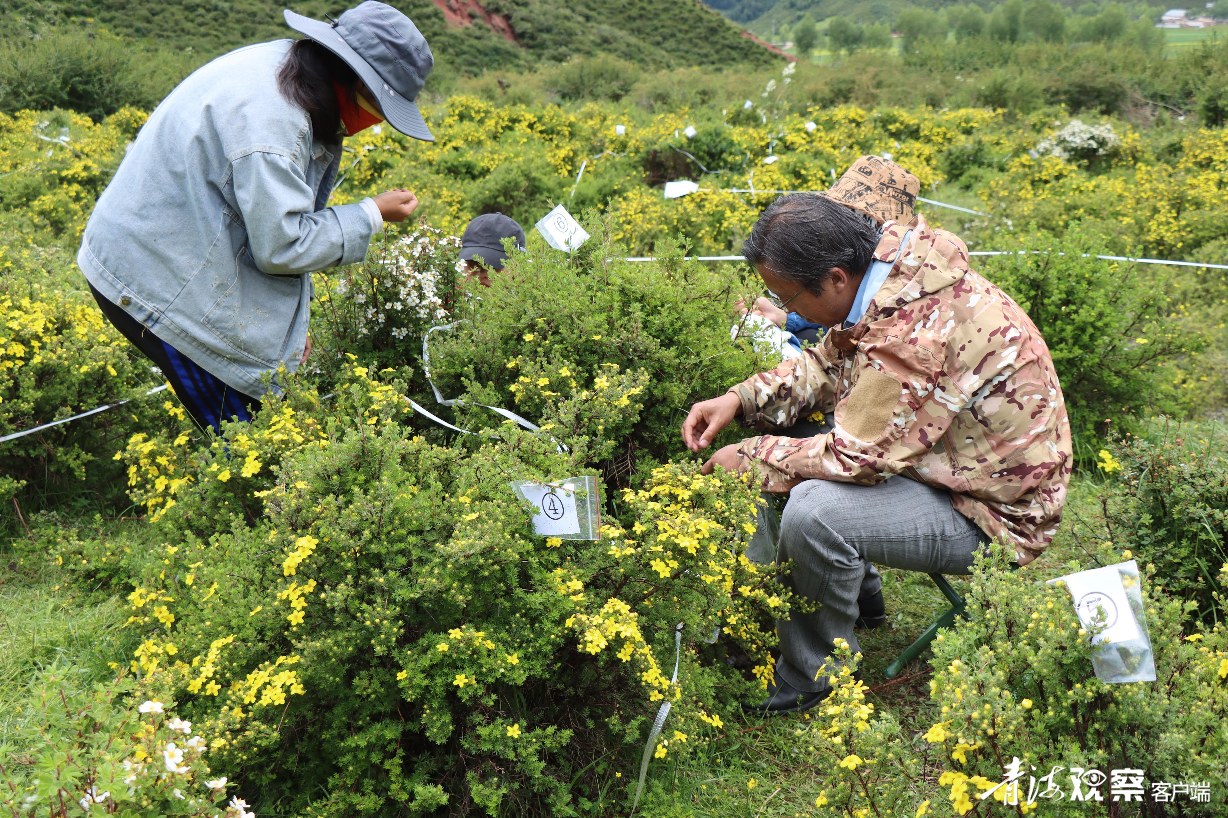 当美丽的察汗河与“产学研”相遇……