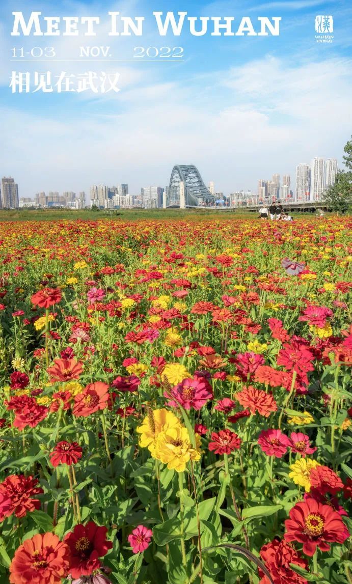 一片花海怎么拍,怎么拍一片花海