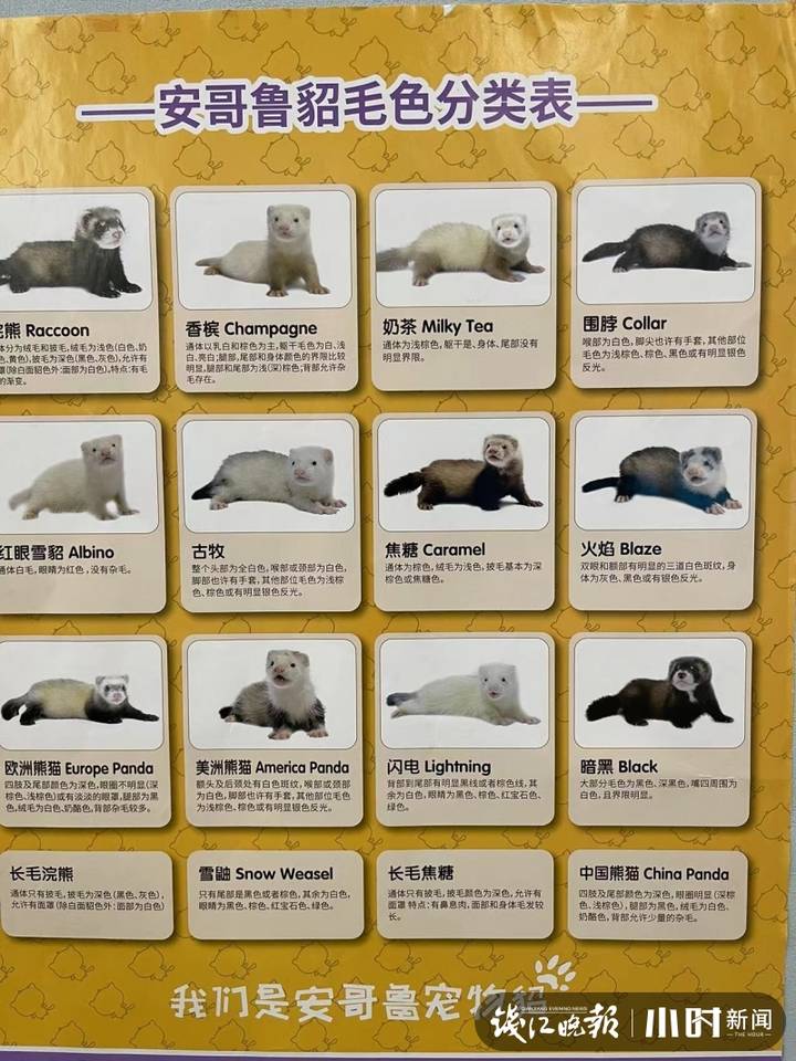 一只兔子50元40只,一只兔子500元