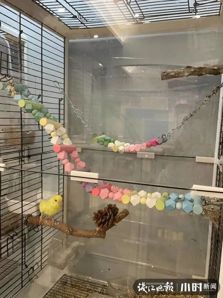 一只兔子50元40只呢,一只兔子线下店