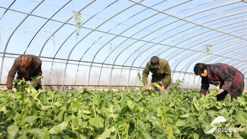 特色种植“品牌化”！宁津：水果飘香产业兴走出“甜蜜”致富路