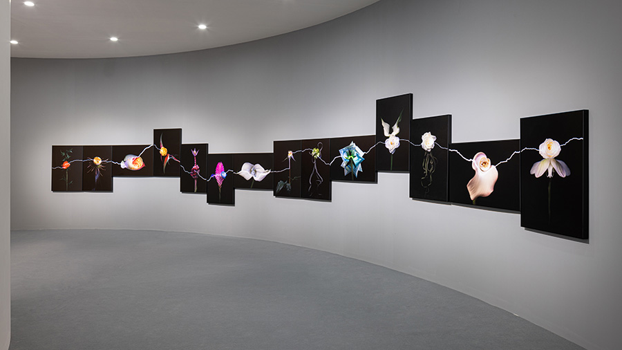 兰蔻菁纯艺术展预热,兰蔻菁纯艺术之夜