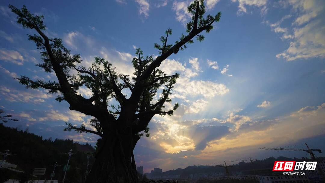 比看促实干实干促发展|“门面担当”越来越靓桑植高速出入口“颜值”升级