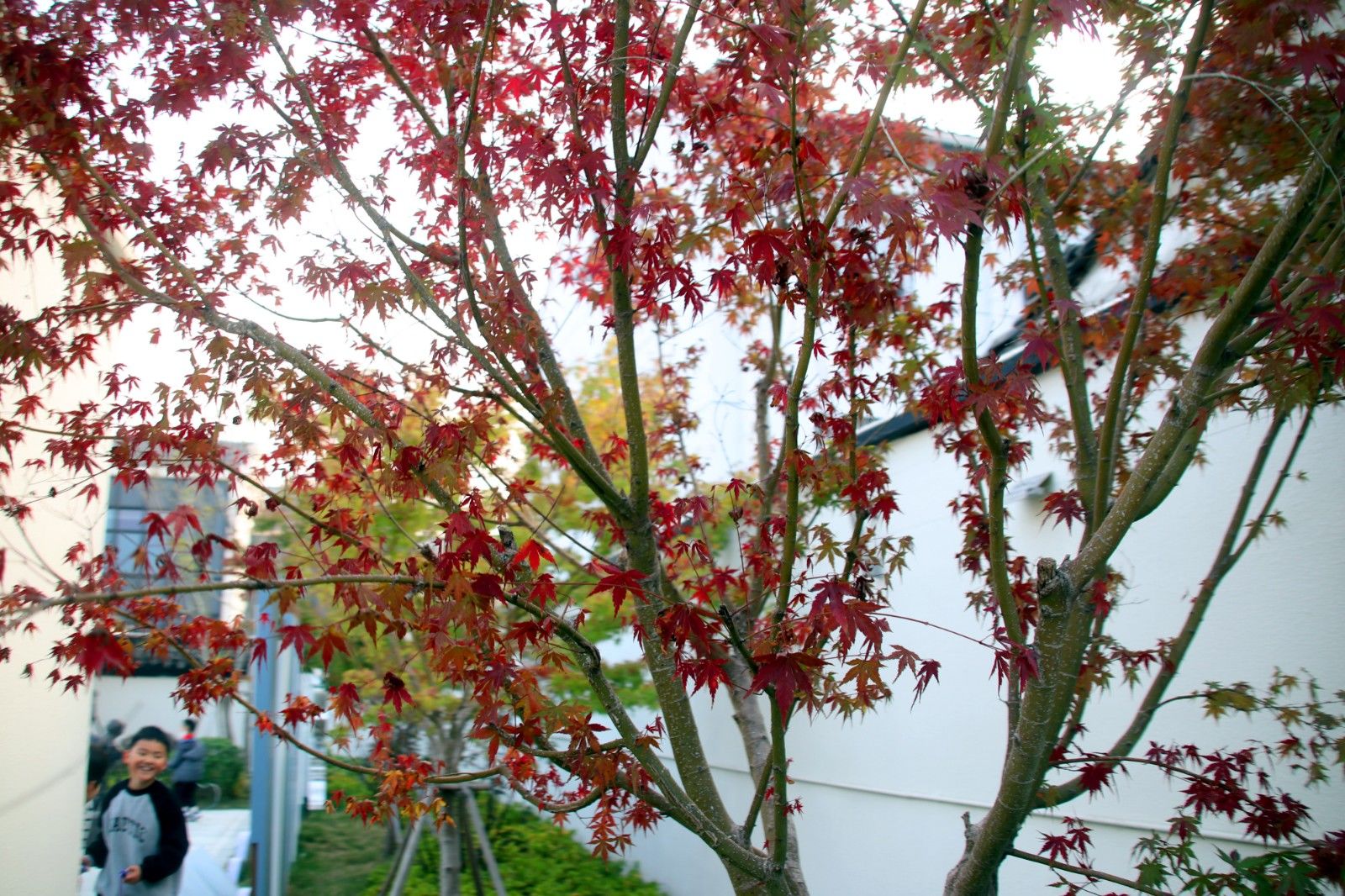 苏州夜色美景图片大全,美景如画的自然风景苏州