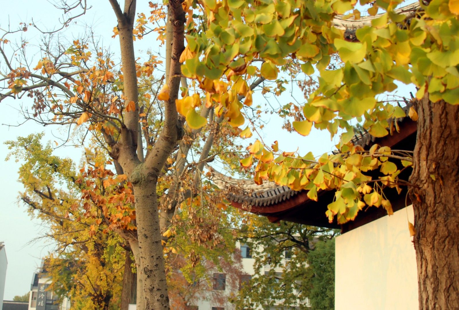 苏州夜色美景图片大全,美景如画的自然风景苏州