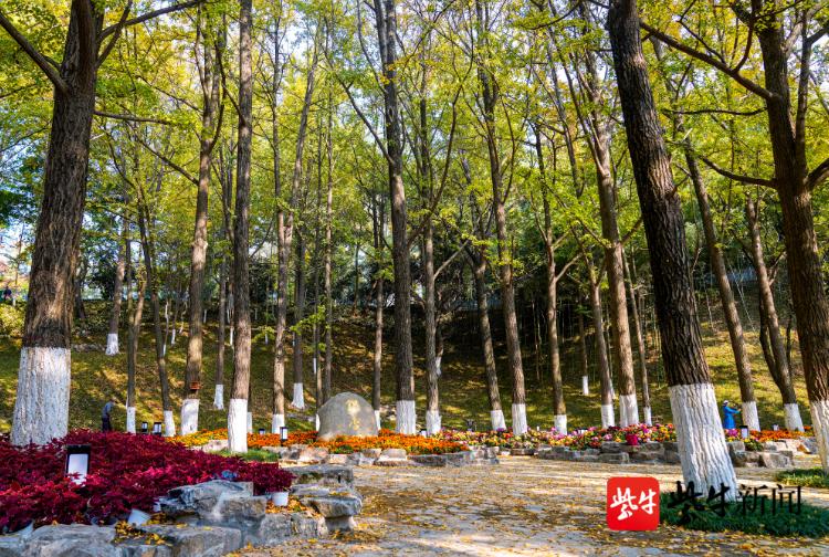 南京醉美银杏,醉美南京秋景