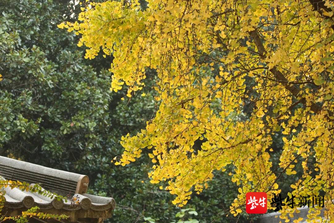 南京观银杏最近最美去处,南京赏银杏好去处