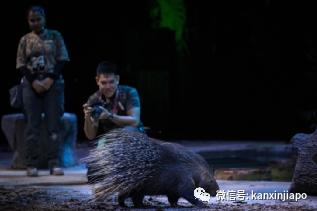 新加坡夜间动物园演出,新加坡夜间动物园表演预约