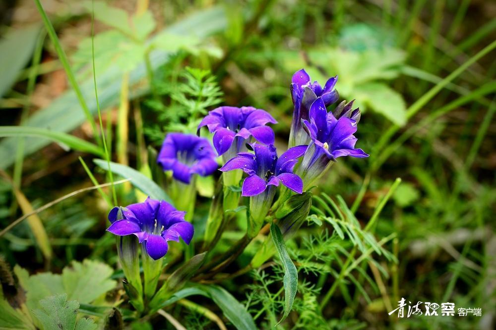 高原上的各种花真是太美了 (高原上的各种美丽花)