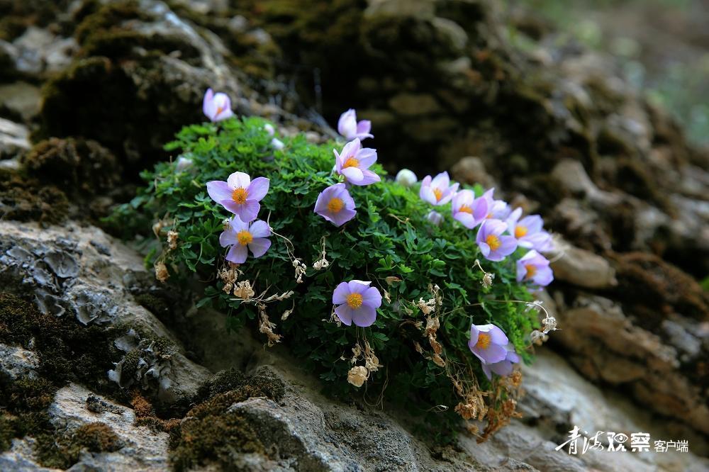 高原上的各种花真是太美了 (高原上的各种美丽花)