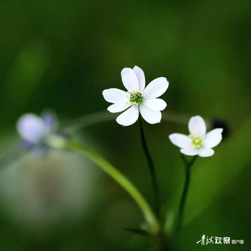 高原上的各种花真是太美了 (高原上的各种美丽花)