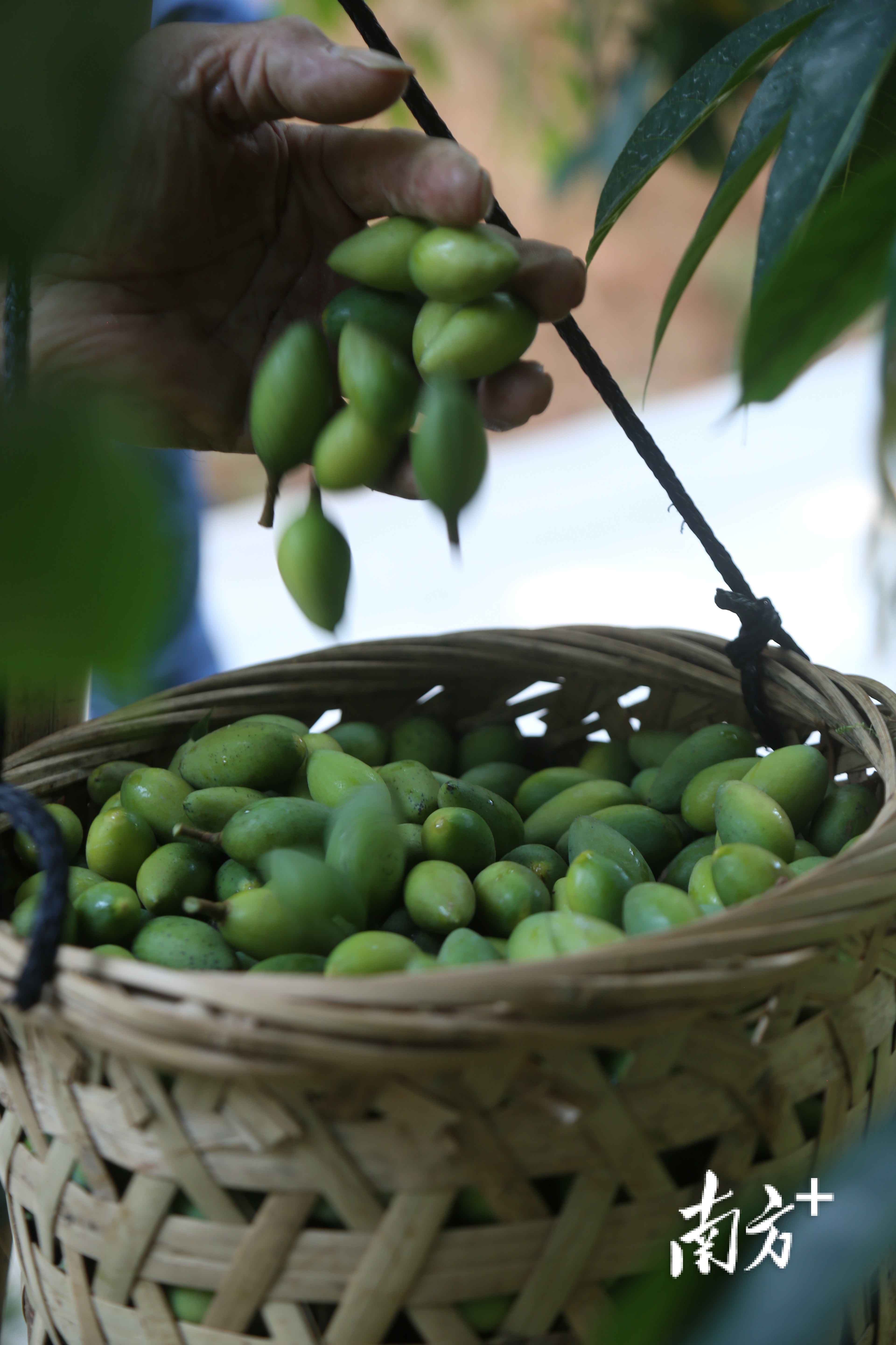橄榄树怎么采摘,野生橄榄树怎么摘