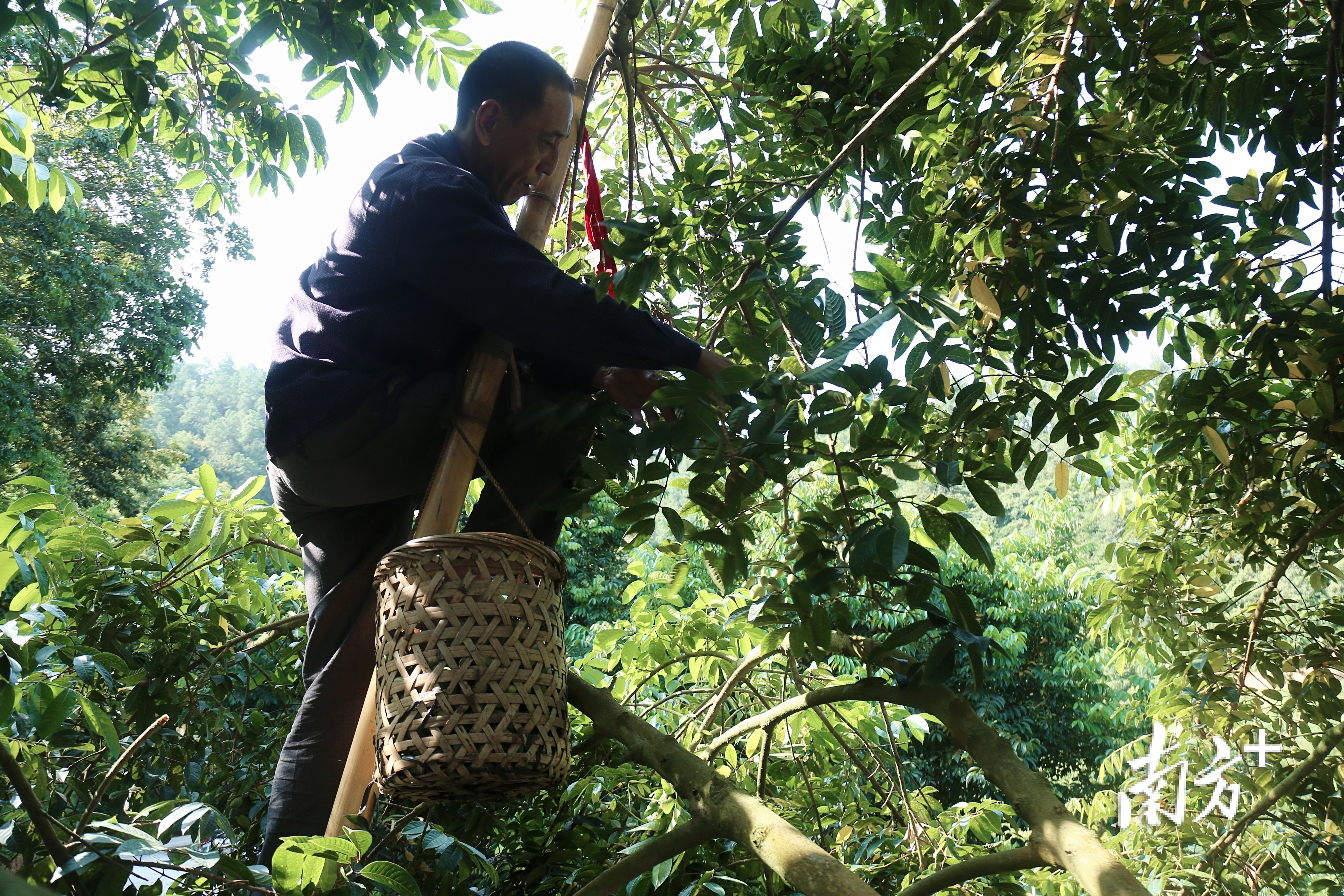 南方特稿丨小橄榄大突围